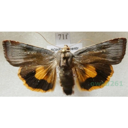 Noctua janthe (Borkhausen, 1792) Rolnica przepaska Czech71f